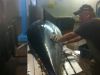 preparing the tuna