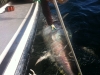 touching a bluefin tuna