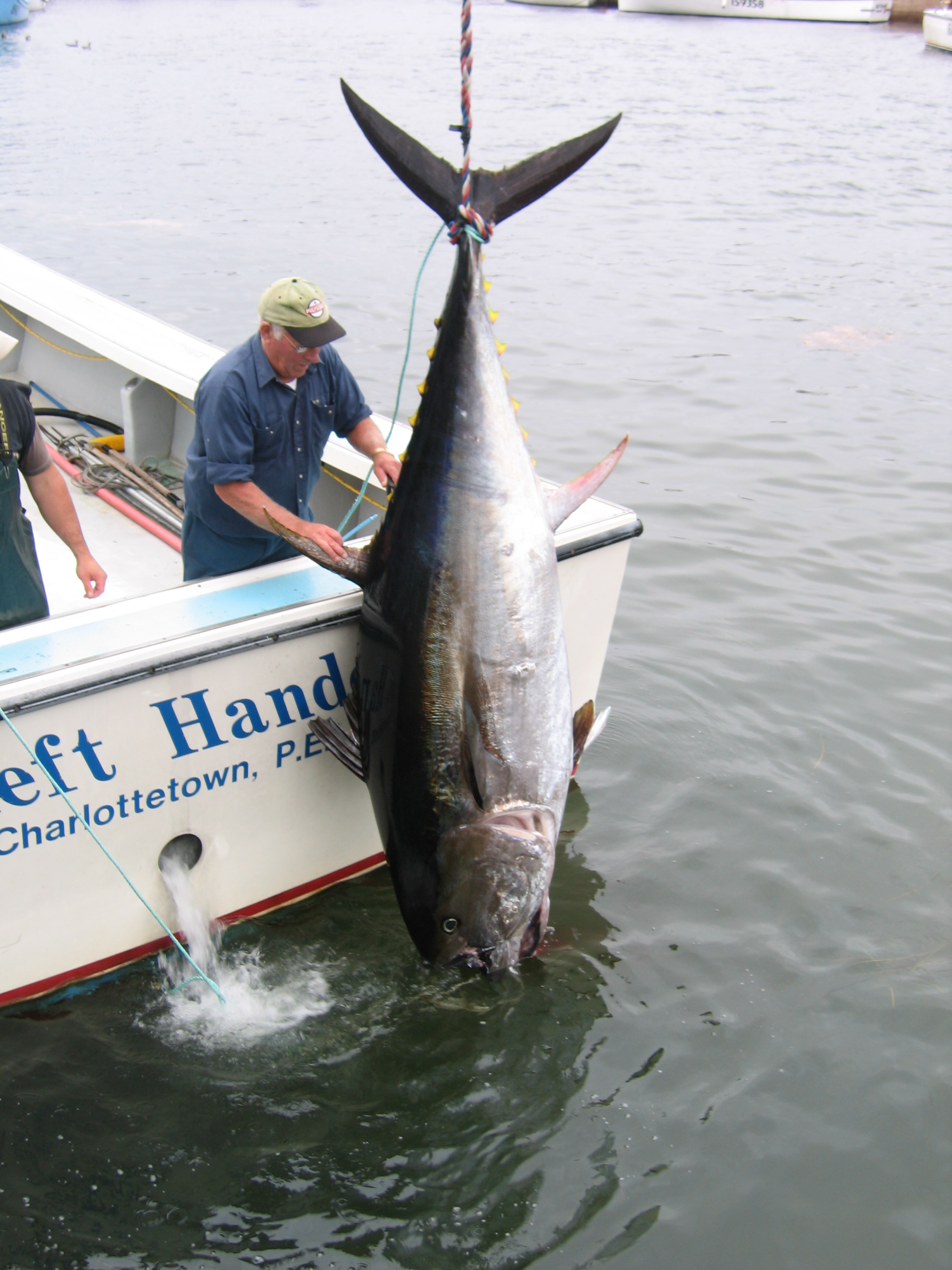 Fishing for World's Biggest Tuna, PEI